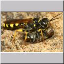 Mellinus arvensis - Kotwespe w54a mit Fliege - Sandgrube Niedringhaussee.jpg